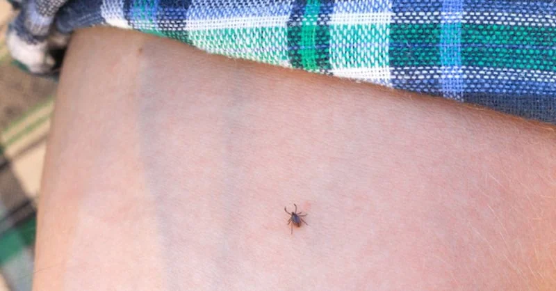 Tick on an arm