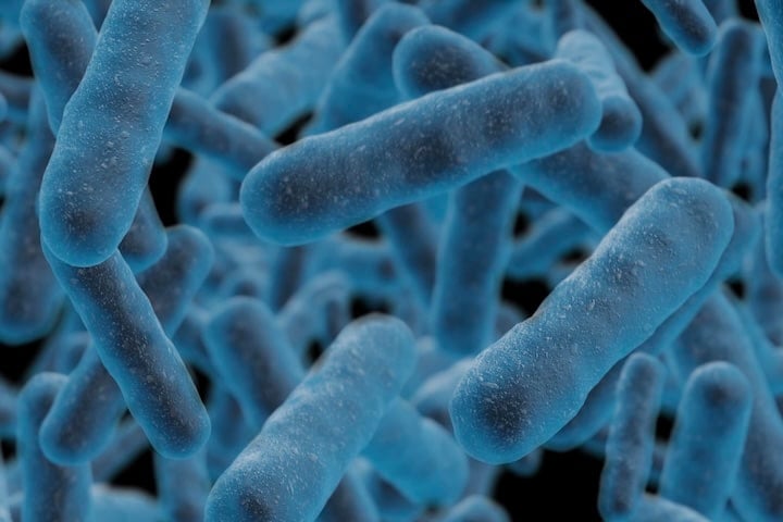 Which Microorganisms are dangerous in food?